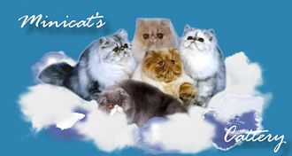 Minicat's Persians