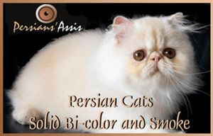 Persians'Assis