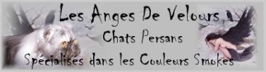 Chatterie Les Anges De Velours