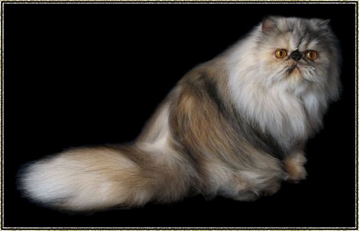 My Fantasy's Pretty Bellinda