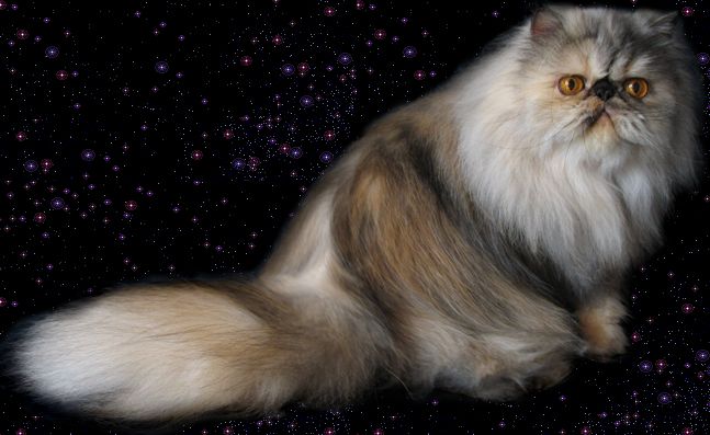 My Fantasy&acute;s Pretty Bellinda