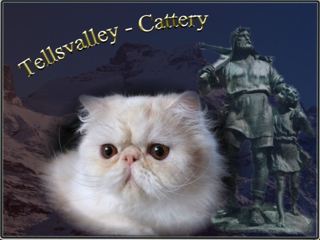 Tellsvalley Persians