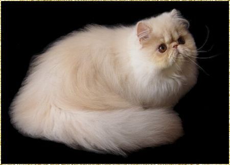 CH My Fantasy's Gina of Krystalpaw