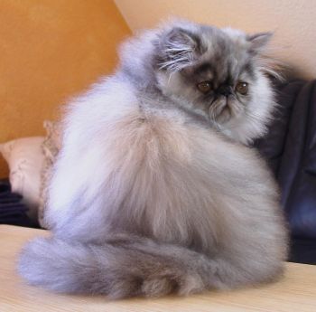 CH My Fantasy´s Ginger of Vaubernier