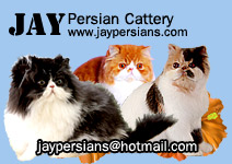 JAY Persian Cattery