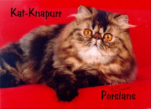Kat-Knapurr Persians