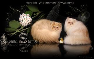 Luna Star Perser