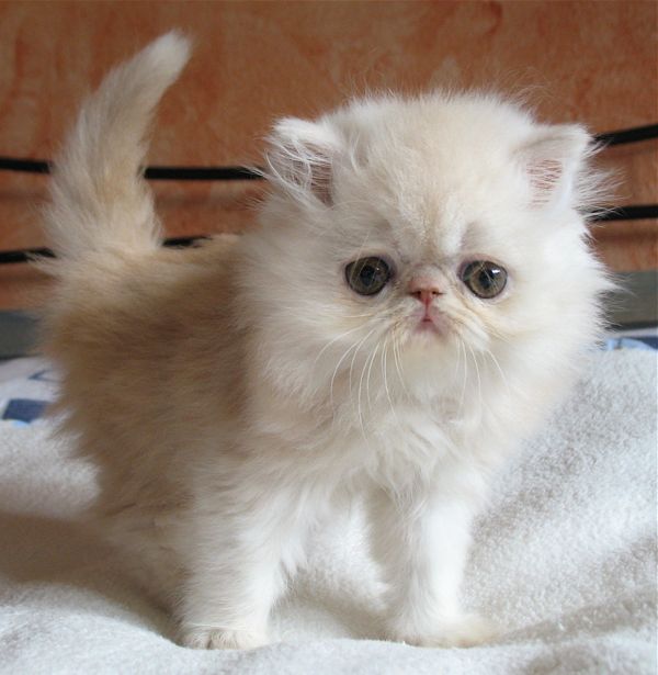 My Fantasy's Mascott