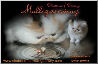 Chatterie Mulligatawny