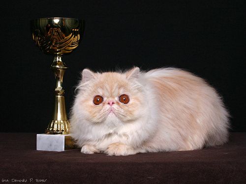 CH My Fantasy's Shakira of Almathea