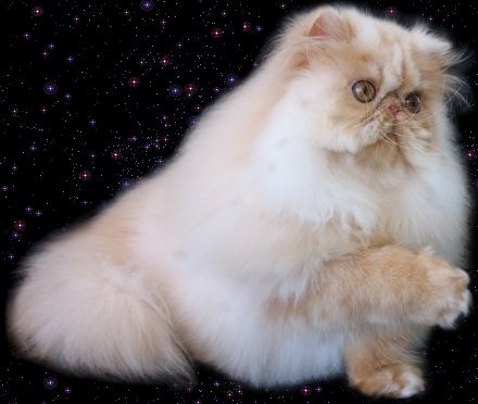 My Fantasy's Snowberry