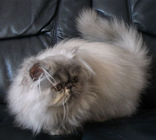 My Fantasy&acute;s Sweet Anggie